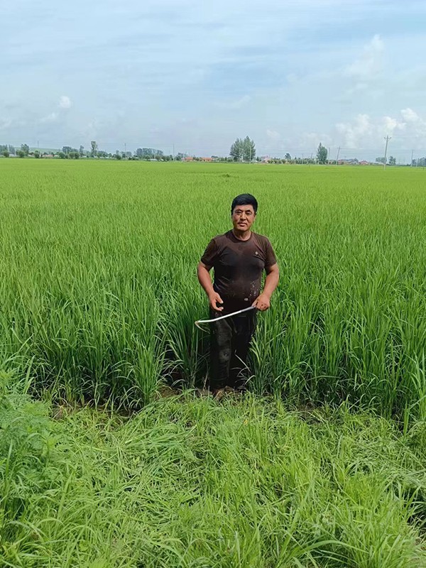 试种 16 载 两兄弟中草药养生米闯出名堂